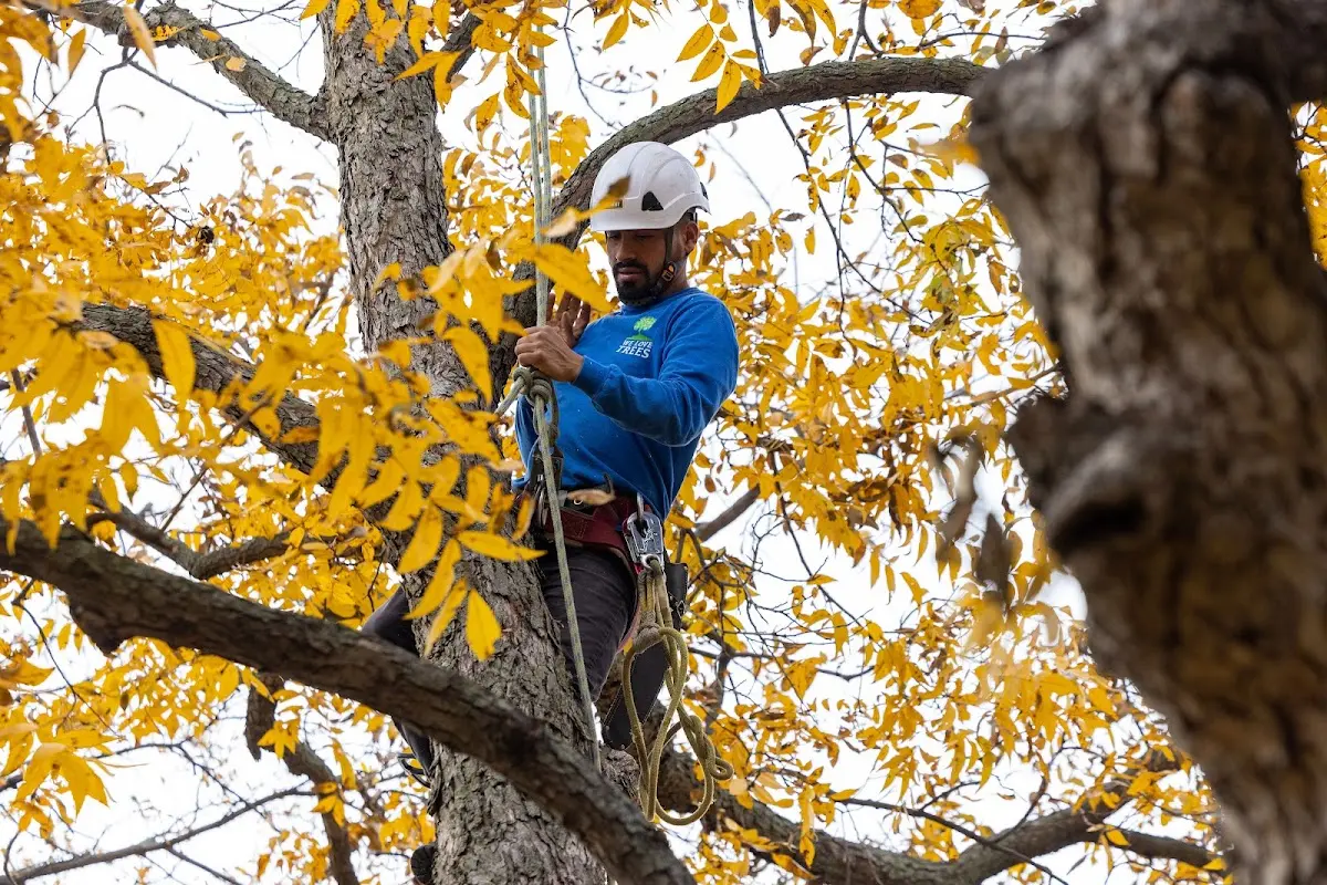 Skilled Storm Damage Cleanup crew working in Weston