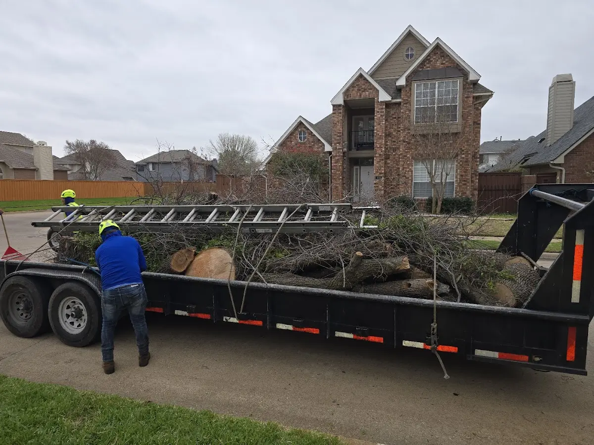 Expert Tree Removal with proper safety equipment in Weston